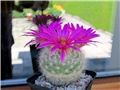 mammillaria guelzowiana 