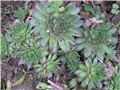 sempervivum