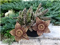Stapelia lepida