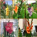 Gladiole