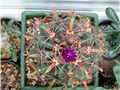 ferocactus latispinus