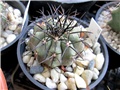 copiapoa cinerea