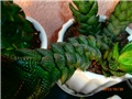 haworthia