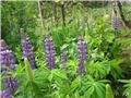 Lupinus (Vučika)
