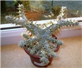 Pachypodium rosulatum