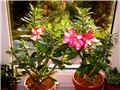 Adenium obesum hibrid