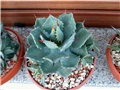 agave potatorum