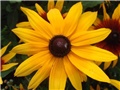 Rudbekia fulgida Goldstream (Goldshower)