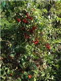 cherry rajčica