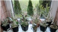 Pachypodium 