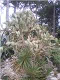 Opuntia .Lošinj