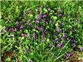 Viola odorata