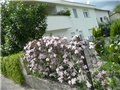 klematis