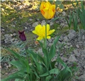 Tulipani