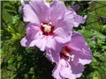 vrtni hibiskus
