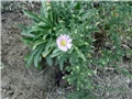 aster1