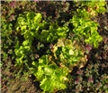 Salata