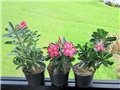 Adenium obesum - sijanci 2012