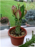 Monadenium magnificum