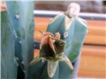 astro hibrid