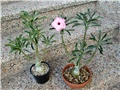 adenium  swazicum
