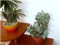Crassula arborescens