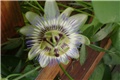 pasiflor