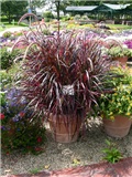 Pennisetum_red