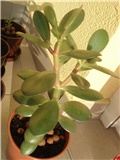 crassula