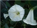 Datura, bijela