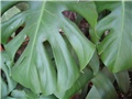 filodendron