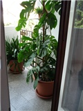 filodendron