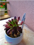 aeonium 8