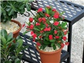euphorbia milli