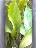 aspidistra