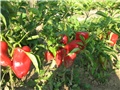 Paprika rog crveni