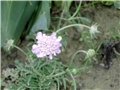scabiosa japonica2