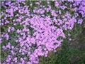 phlox