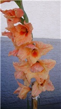 gladiola