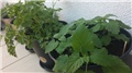 catnip i peršin