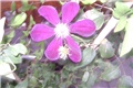 pasiflora