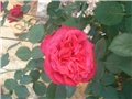 ruža6