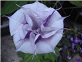 Datura