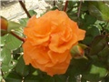 ruža za miss mali kaktus