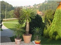 pachypodium lamerei