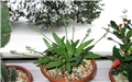 Ledebouria   socialis  