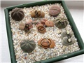 Lithops  &  euphorbia 