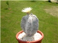 Astrophytum