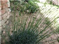 lavanda