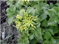 žuti sedum4